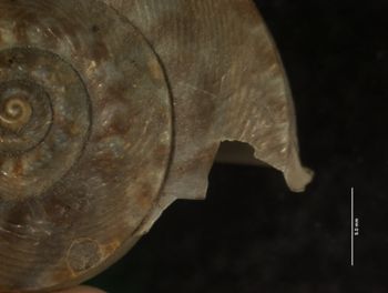 Media type: image; Malacology 156671   Description: dorsal view of shell;